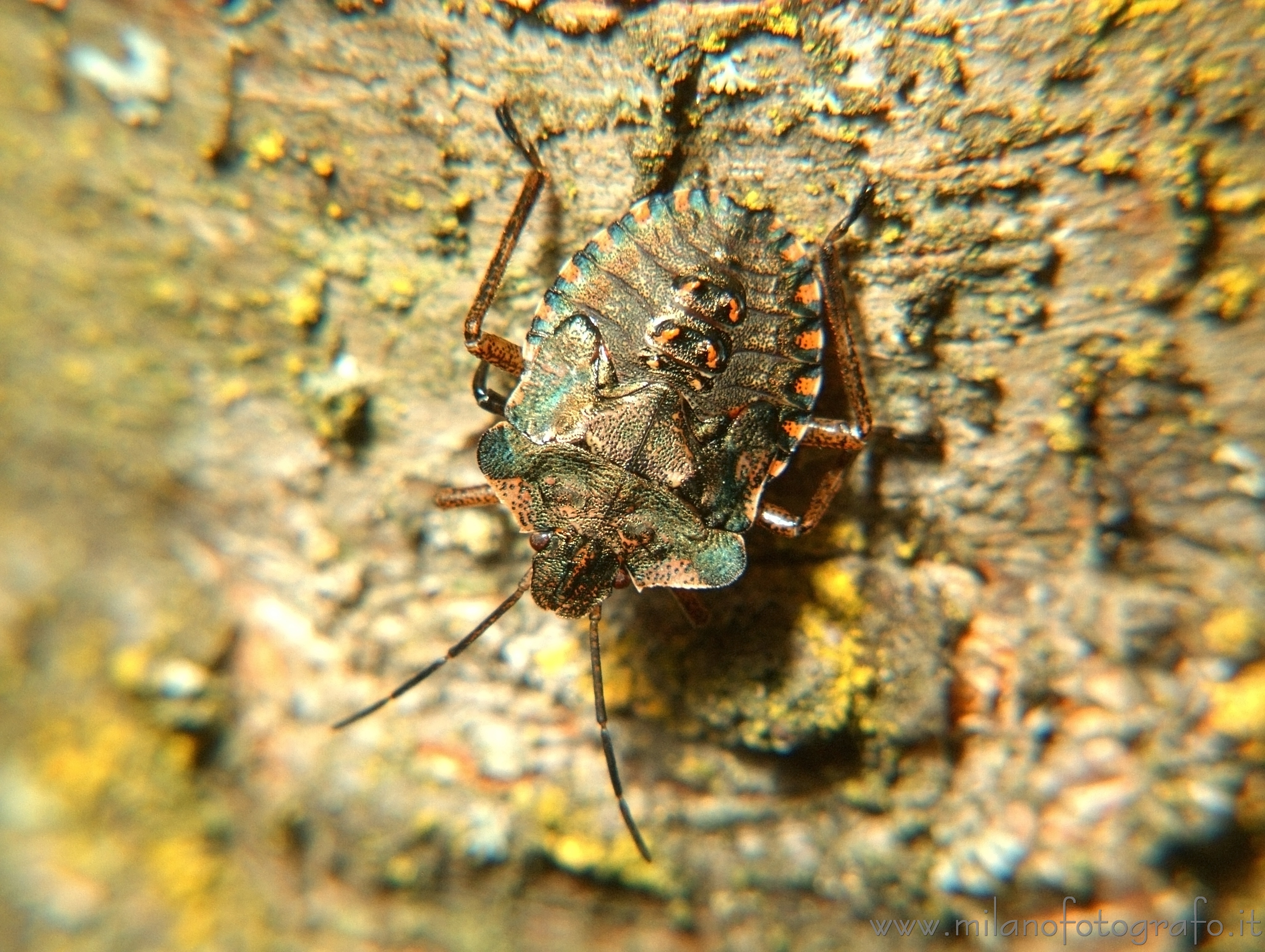 Campiglia Cervo (Biella) - Giovane cimice variopinta